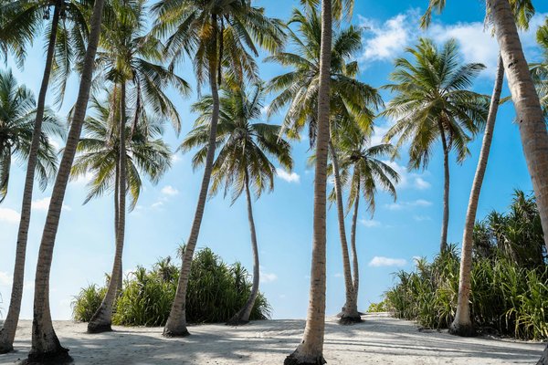 Comment organiser une expédition pour observer les pandas en Chine ?